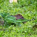 Green Basiisk (Basiliscus plumifrons)