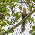 Squirrel Cuckoo (Piaya cayana)