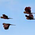 Yellow-tailed Black Cockatoo (Calyptorhynchus funereus)