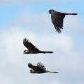 Yellow-tailed Black Cockatoo (Calyptorhynchus funereus)