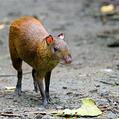 Central American Agouti (Dasyprocta punctata)