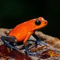 Blue Jeans Poison Frog (Oophaga pumilio)