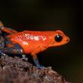 Blue Jeans Poison Frog (Oophaga pumilio)
