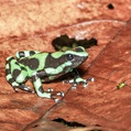 Green-and-Black Poison Dart Frog (Dendrobates auratus)
