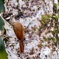 Streak-headed Woodcreeper (Lepidocolaptes souleyetii)
