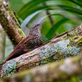 Streak-headed Woodcreeper (Lepidocolaptes souleyetii)