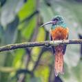 Rufous-tailed Jacamar (Galbula ruficauda)