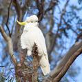 Sulphur-crested Cockatoo (Cacatua galerita)