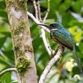 Rufous-tailed Jacamar (Galbula ruficauda)