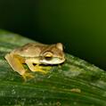 Hourglass Tree Frog (Dendropsophus ebraccatus)