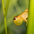Hourglass Tree Frog (Dendropsophus ebraccatus)