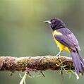 Black-cowled Oriole (Icterus prosthemelas)