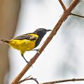 Black-cowled Oriole (Icterus prosthemelas)