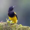 Black-cowled Oriole (Icterus prosthemelas)