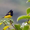 Black-cowled Oriole (Icterus prosthemelas)