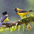 Black-cowled Oriole (Icterus prosthemelas)
