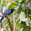 Great-tailed Grackle (Quiscalus mexicanus)