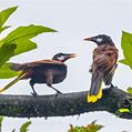 Montezuma Oropendola (Psarocolius montezuma)