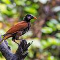 Montezuma Oropendola (Psarocolius montezuma)