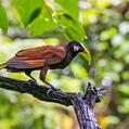 Montezuma Oropendola (Psarocolius montezuma)