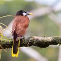 Montezuma Oropendola (Psarocolius montezuma)