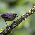 Dusky-faced Tanager (Mitrospingus cassinii)