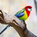 Eastern Rosella (Platycercus eximius)