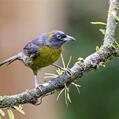 Dusky-faced Tanager (Mitrospingus cassinii)