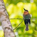 Broad-billed Motmot (Electron platyrhynchum)