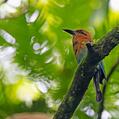 Broad-billed Motmot (Electron platyrhynchum)