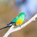 Red-rumped Parrot (Psephotus haematonotus)
