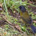 Large-footed Finch (Pezopetes capitalis)