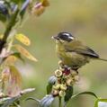 Sooty-capped Bush Tanager (Chlorospingus pileatus)