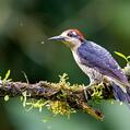 Black-cheeked Woodpecker (Melanerpes pucherani)