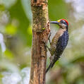 Black-cheeked Woodpecker (Melanerpes pucherani)