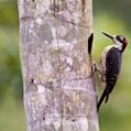 Black-cheeked Woodpecker (Melanerpes pucherani)