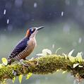 Black-cheeked Woodpecker (Melanerpes pucherani)