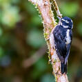 Hairy Woodpecker (Leuconotopicus villosus)
