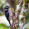 Hairy Woodpecker (Leuconotopicus villosus)