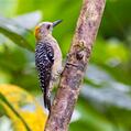 Hoffmann's Woodpecker (Melanerpes hoffmannii)