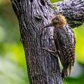 Hoffmann's Woodpecker (Melanerpes hoffmannii)