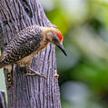 Hoffmann's Woodpecker (Melanerpes hoffmannii)