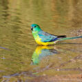 Red-rumped Parrot (Psephotus haematonotus)