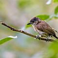 Olivaceous Piculet (Picumnus olivaceus)