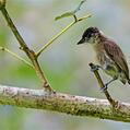 Olivaceous Piculet (Picumnus olivaceus)
