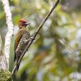 Rufous-winged Woodpecker (Piculus simplex)