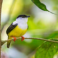 White-collared Manakin (Manacus candei)