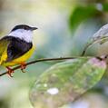 White-collared Manakin (Manacus candei)