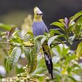 Long-tailed Silky-flycatcher (Ptiliogonys caudatus)