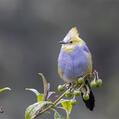 Long-tailed Silky-flycatcher (Ptiliogonys caudatus)